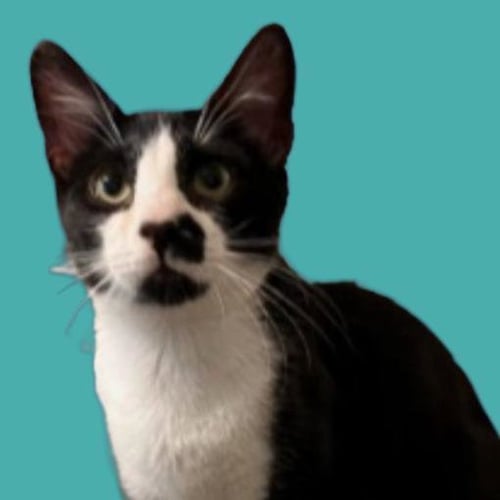 ACHILLES #RETIRED-DUMPSTER-DIVER - Tuxedo available for adoption
