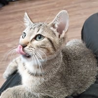 Peanut #tabby-IV-pack - Photo 2