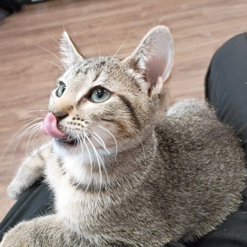PEANUT #TABBY-IV-PACK - Tabby / Domestic Short Hair available for adoption