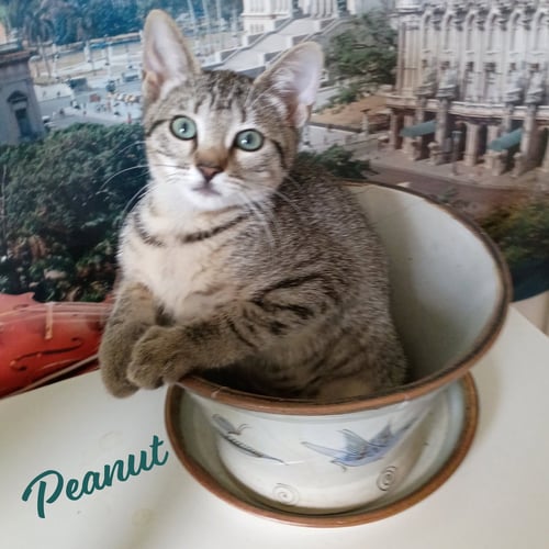 PEANUT #TABBY-IV-PACK - Tabby / Domestic Short Hair available for adoption