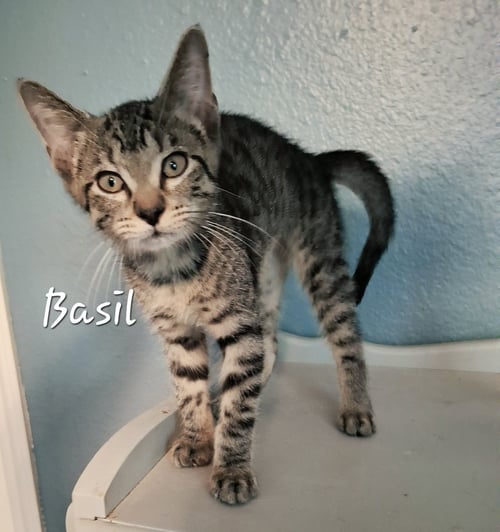 BASIL #MR-CHARMING - Tabby / Domestic Short Hair available for adoption