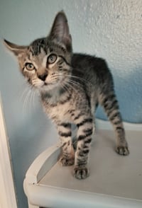 Basil #mr-charming - Photo 2