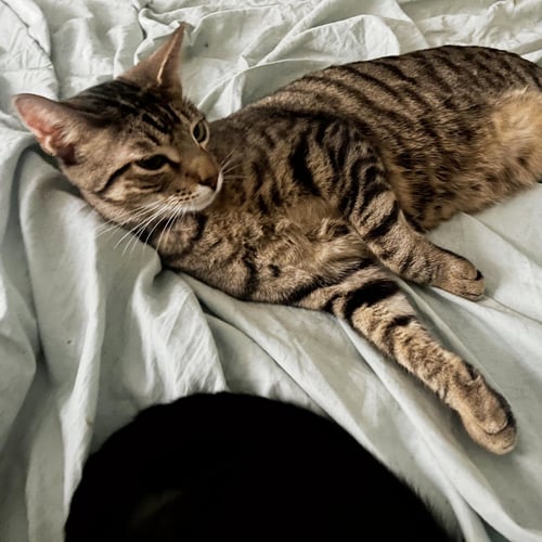 VELMA DINKLEY #SISTER-OF-DAPHNE - Tabby / Domestic Short Hair available for adoption