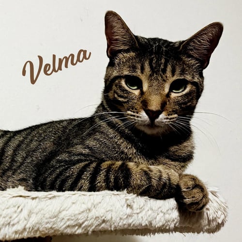 VELMA DINKLEY #SISTER-OF-DAPHNE - Tabby / Domestic Short Hair available for adoption