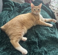 Cheeto #craves-attention - Photo 5