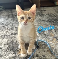 Cheeto #craves-attention - Photo 6
