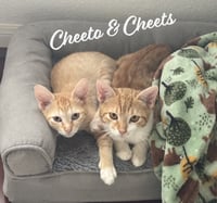 Cheeto #craves-attention - Photo 9