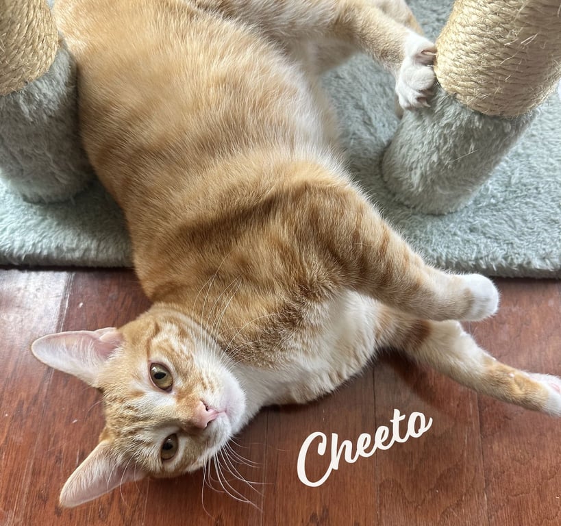 Cheeto #craves-attention Image