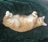 Cheeto #craves-attention - Photo 3
