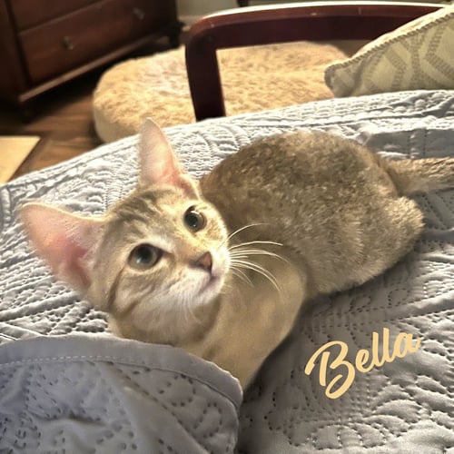 BELLA #HEIGHTS-QUINTET - Tabby / Domestic Short Hair available for adoption