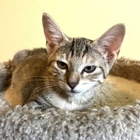 Bella #Heights-quintet - Photo 3