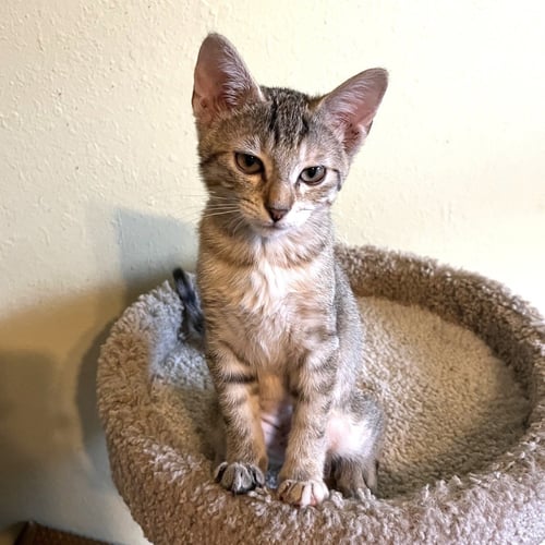 BELLA #HEIGHTS-QUINTET - Tabby / Domestic Short Hair available for adoption