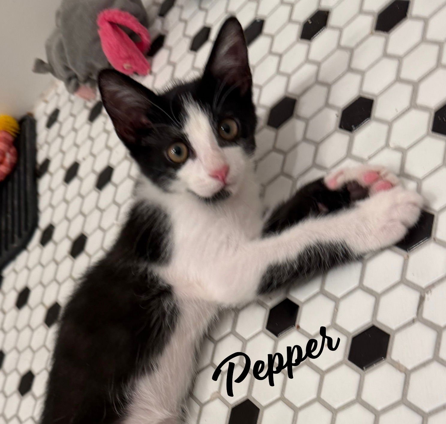 PEPPER #BROTHER-OF-SAFFRON - Tuxedo / Domestic Short Hair available for adoption