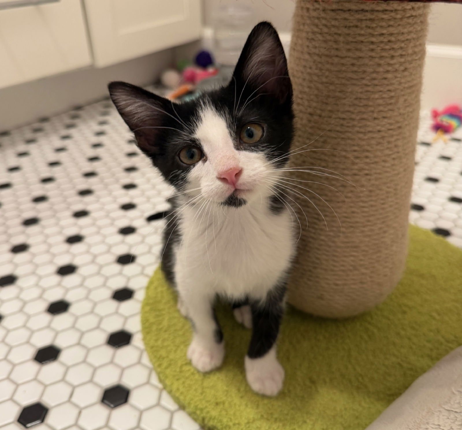 PEPPER #BROTHER-OF-SAFFRON - Tuxedo / Domestic Short Hair available for adoption