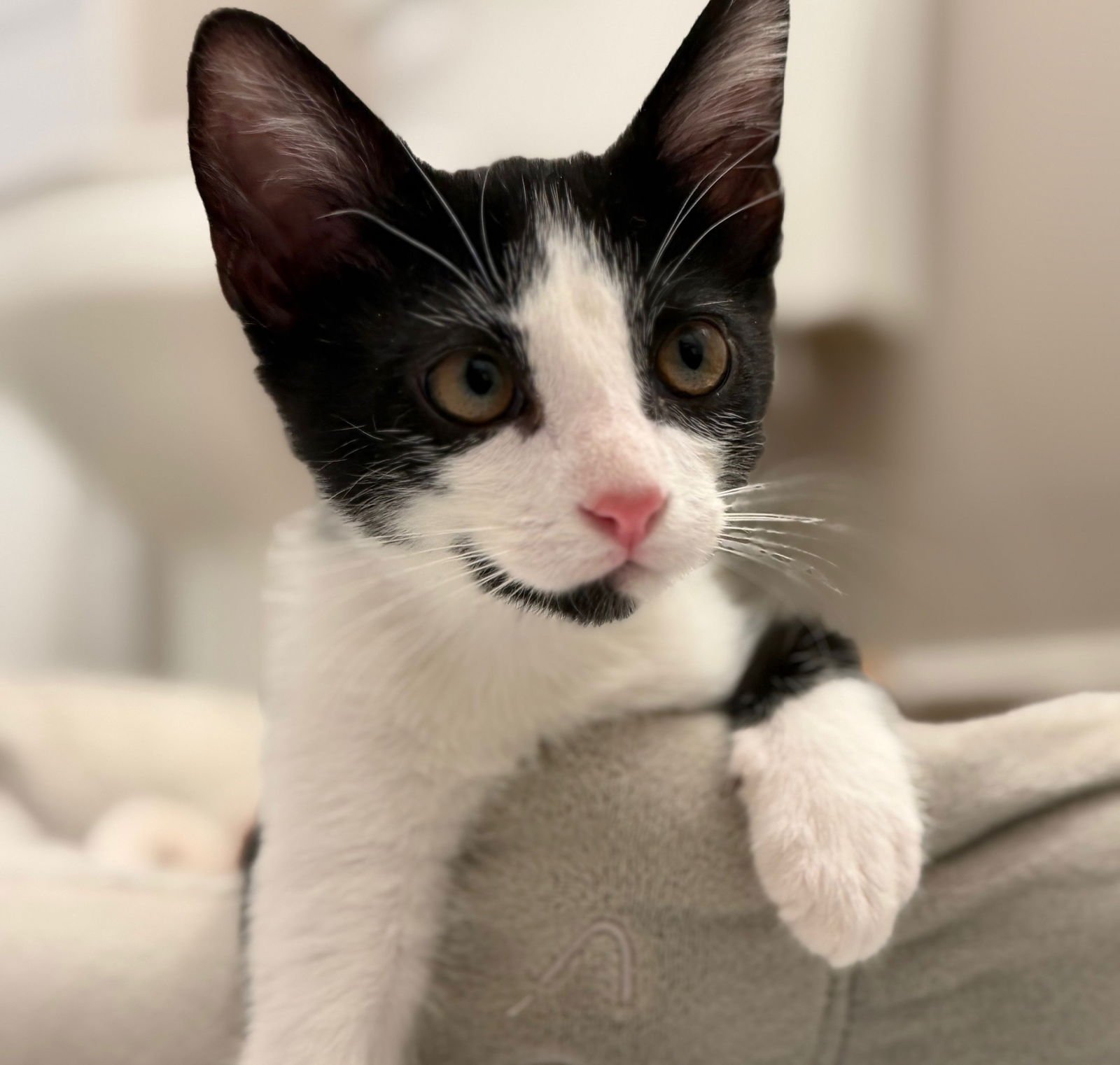 Pepper #brother-of-Saffron - Photo 3