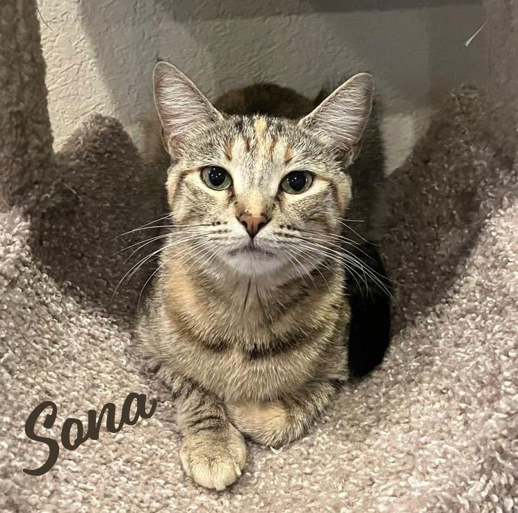 SONA #NOSE-KISSER - Torbie available for adoption