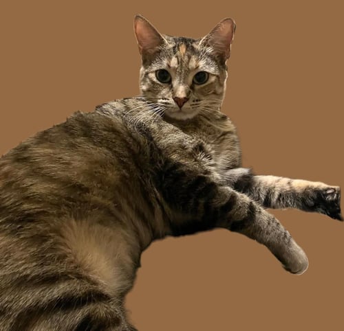 SONA #NOSE-KISSER - Torbie available for adoption