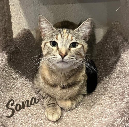 SONA #NOSE-KISSER - Torbie available for adoption