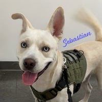Sebastian #adventure-ready - Photo 1