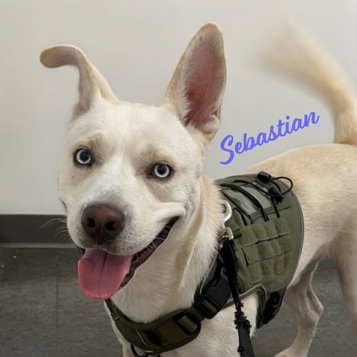 SEBASTIAN #ADVENTURE-READY - Siberian Husky / Labrador Retriever available for adoption