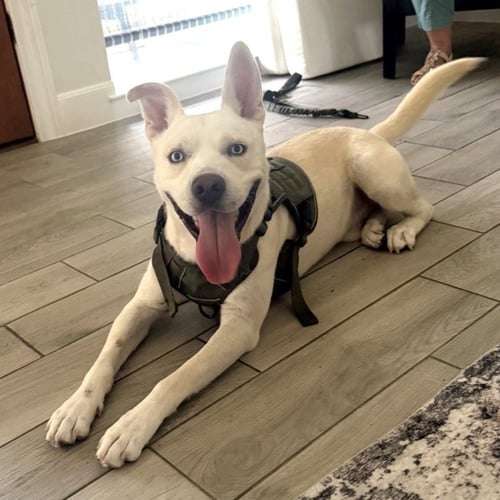 SEBASTIAN #ADVENTURE-READY - Siberian Husky / Labrador Retriever available for adoption
