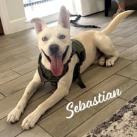 Sebastian #adventure-ready - Photo 5