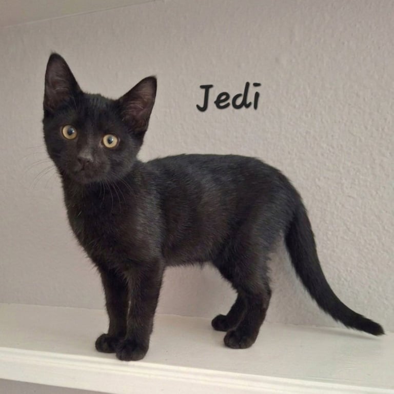 Jedi #tiny-shadow Image
