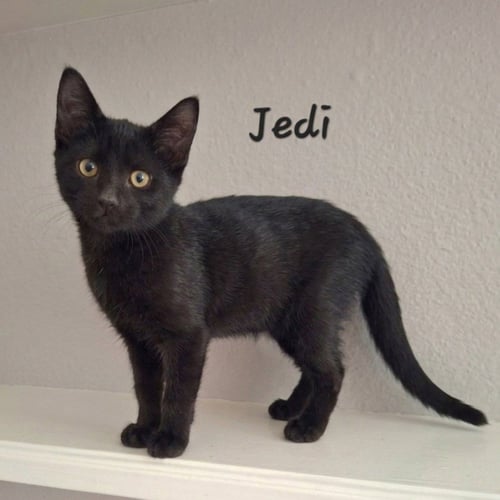 JEDI #TINY-SHADOW - Bombay / American Shorthair available for adoption