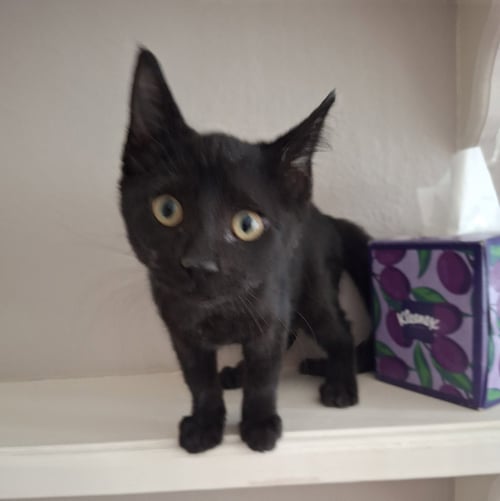JEDI #TINY-SHADOW - Bombay / American Shorthair available for adoption
