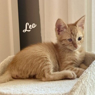 LEO #HARD-HAT-CREW - Tabby / Domestic Short Hair for adoption in Houston
