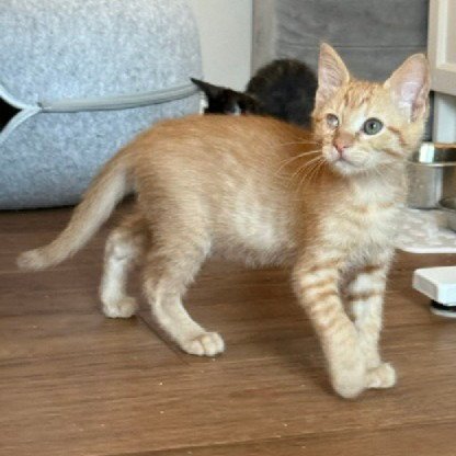 LEO #HARD-HAT-CREW - Tabby / Domestic Short Hair available for adoption