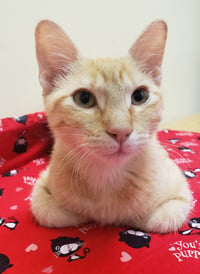 Noel #lap-kitty-bed-buddy - Photo 6