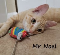 Noel #lap-kitty-bed-buddy - Photo 2