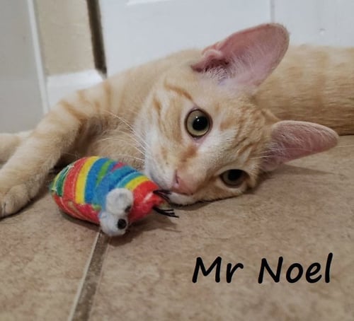 NOEL #LAP-KITTY-BED-BUDDY - Tabby / Domestic Short Hair available for adoption