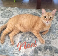 Noel #lap-kitty-bed-buddy - Photo 1
