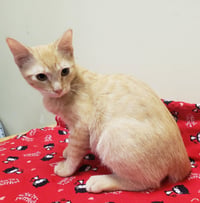 Noel #lap-kitty-bed-buddy - Photo 3