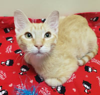 Noel #lap-kitty-bed-buddy - Photo 5