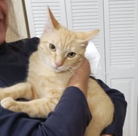 Noel #lap-kitty-bed-buddy - Photo 4
