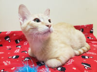 Noel #lap-kitty-bed-buddy - Photo 7