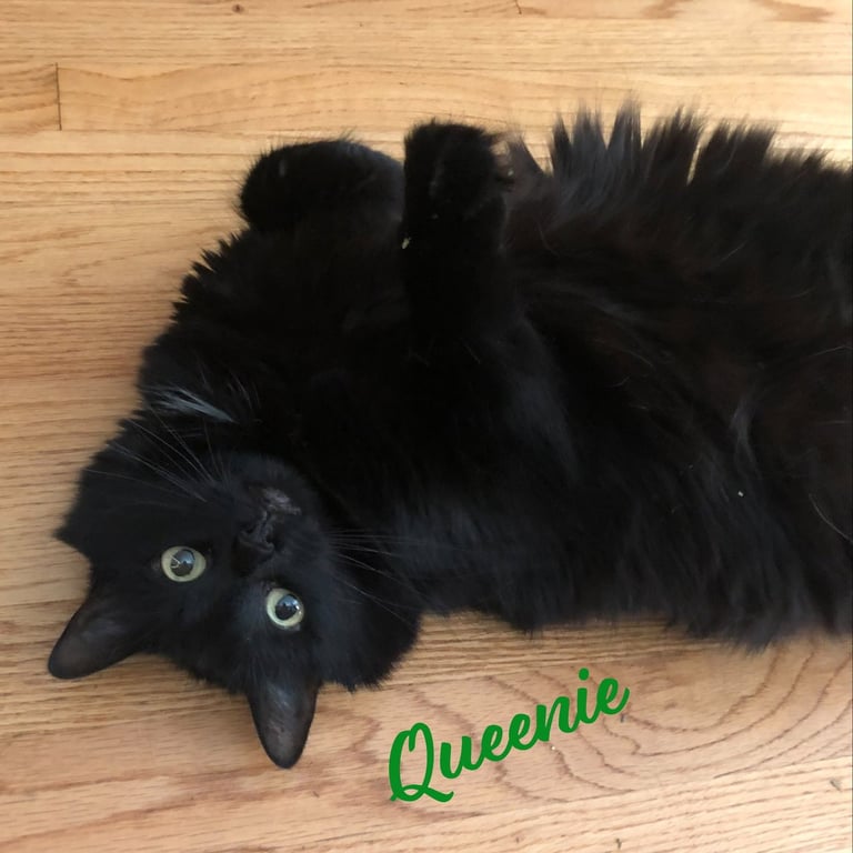 Queenie #lovey-dovey Image