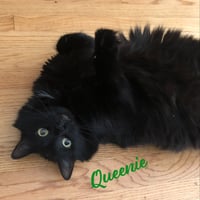 Queenie #lovey-dovey - Photo 1