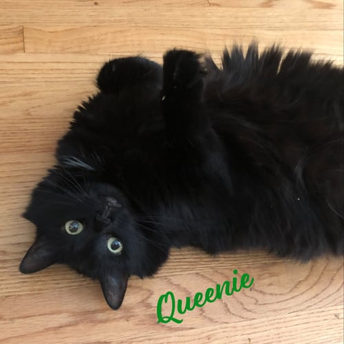 QUEENIE #LOVEY-DOVEY - Maine Coon / Domestic Long Hair available for adoption