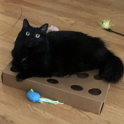 QUEENIE #LOVEY-DOVEY - Maine Coon / Domestic Long Hair available for adoption
