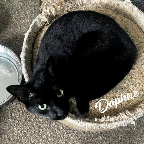 DAPHNE BLAKE #SISTER-OF-VELMA - Bombay / Domestic Short Hair available for adoption