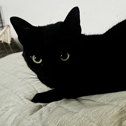 DAPHNE BLAKE #SISTER-OF-VELMA - Bombay / Domestic Short Hair available for adoption