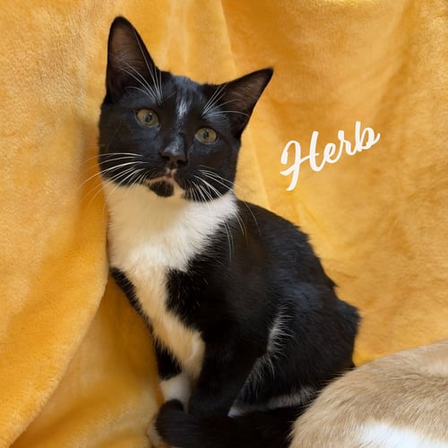 HERB #BROTHER-OF-CLEMENTINE - Tuxedo / Domestic Short Hair for adoption in Houston