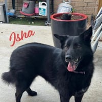 Isha #loyal-lassie - Photo 1
