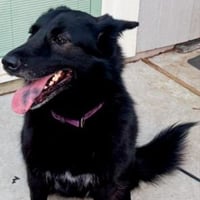 Isha #loyal-lassie - Photo 2
