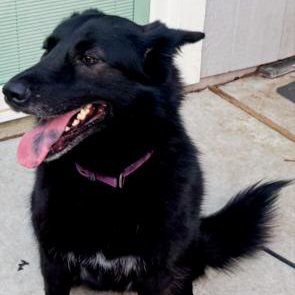 ISHA #LOYAL-LASSIE - Border Collie / Shepherd available for adoption