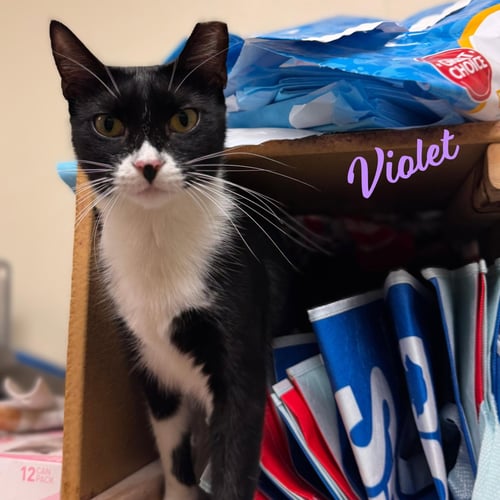 VIOLET #ABSOLUTE-ANGEL - Tuxedo / Domestic Short Hair available for adoption